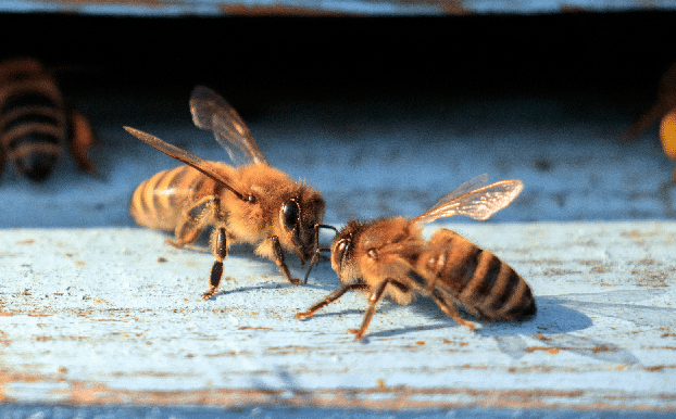 Ni Guêpes Ni Frelons 49 - Abeille domestique